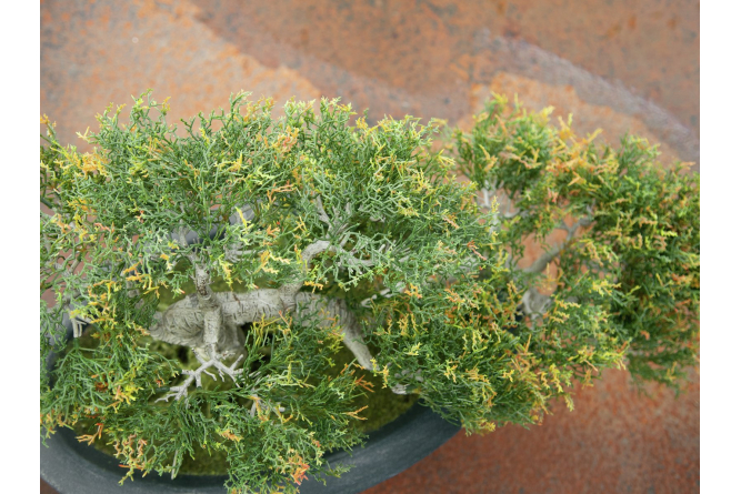 EUROPALMS Bonsai-Zeder, Kunstpflanze, 40cm