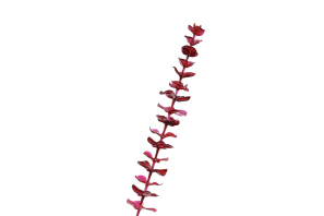EUROPALMS Kristalleukalyptus, Kunstpflanze, burgund, 81cm 12x