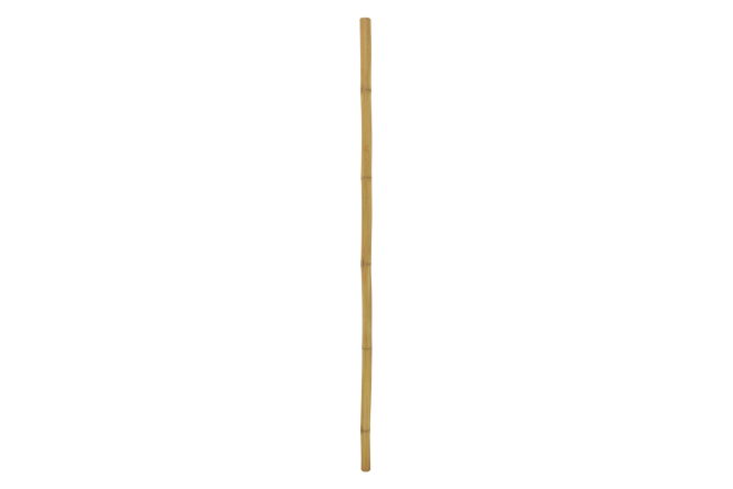 EUROPALMS Bambusrohr, Ø=5cm, 200cm