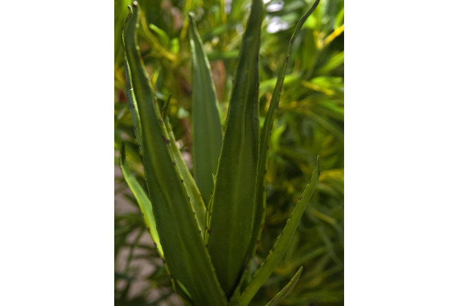 EUROPALMS Aloe (EVA), künstlich, grün, 50cm