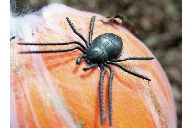 EUROPALMS Halloween Kürbis im Spinnennetz, 25cm