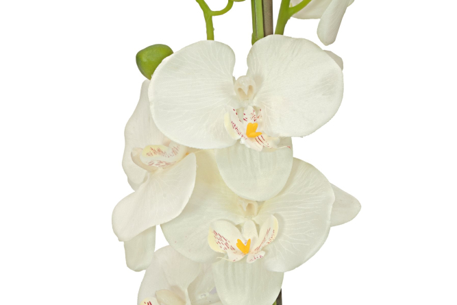 EUROPALMS Orchidee, Kunstpflanze, cremefarben, 80cm