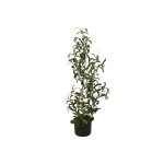 EUROPALMS Künstliches Olivenbäumchen im Topf 90 cm