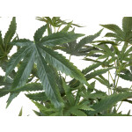 EUROPALMS Hanfpflanze, Kunstpflanze, 120cm