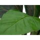 EUROPALMS Künstlicher Mangoldbusch grün 45cm