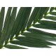 EUROPALMS Künstlicher Kokos-Königspalmwedel 150cm