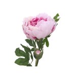 EUROPALMS Pfingstrosenzweig Classic Kunstpflanze Pink 80cm