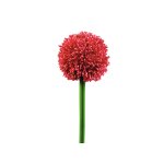 EUROPALMS Alliumzweig künstlich Rot 55 cm