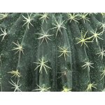 EUROPALMS Künstlicher Kugelkaktus im Topf 34 cm