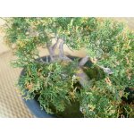 EUROPALMS Bonsai-Zeder, Kunstpflanze, 40cm