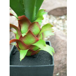 EUROPALMS Agave im Topf, Kunstpflanze, 75cm