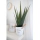 EUROPALMS Aloe-Vera Kunstpflanze im Gärtnertopf, 60 cm