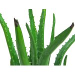 EUROPALMS Aloe-Vera-Pflanze Kunstpflanze 63 cm
